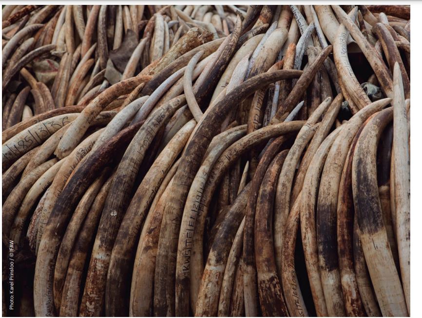 Image showing the ivory that was set on fire by the late President Moi in 1989