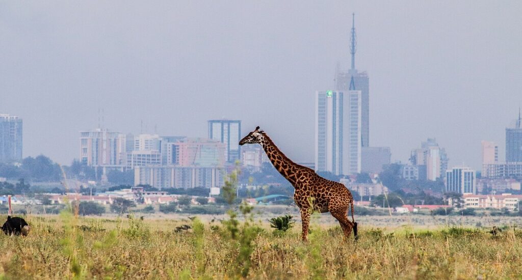 A_giraffe_with_a_beautiful_background_of_Nairobi_City_Skyline possible to see on half day nairobi national park morning or afternoon tour