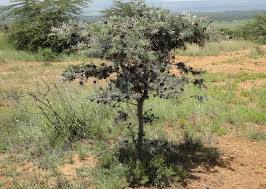 Acacia drepanolobium plant in nairobi national park