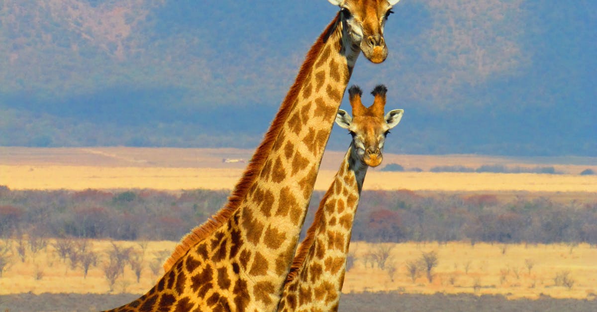 2 Giraffe on Green Grass Field in Close Up Photography