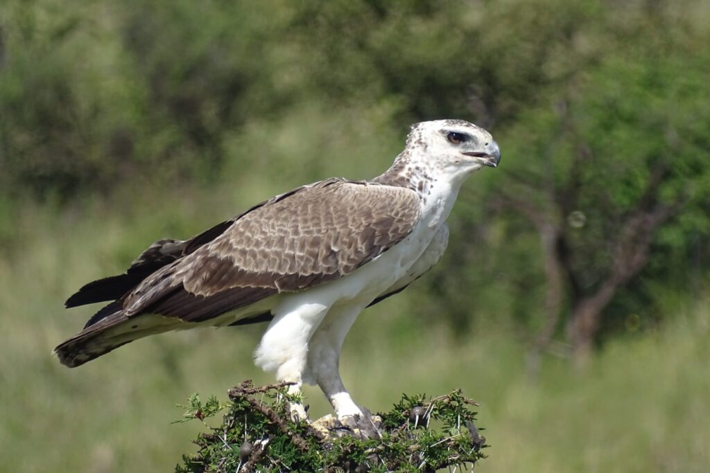 Martial Eagle