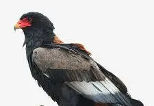 Bateleur