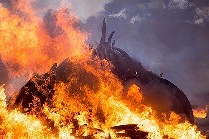 Image showing the 2016 ivory burning by President Uhuru and the Military