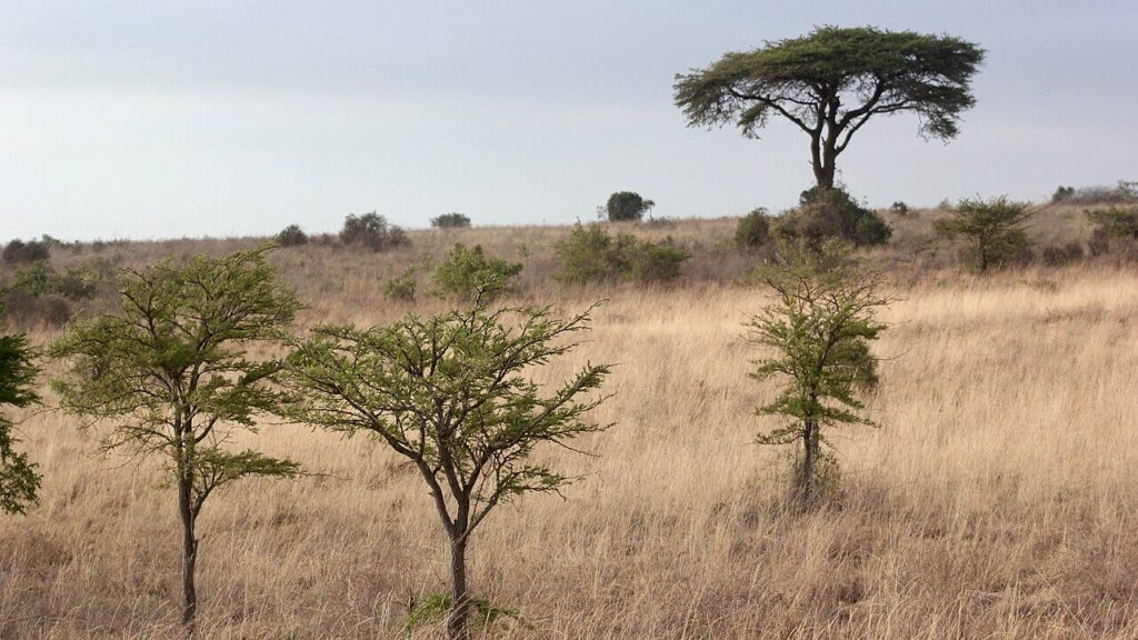 Acacia tree at Nairobi National Park.jpg