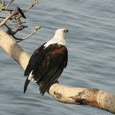 1. African Fish-Eagle (Icthyophaga vocifer), one of the 20 birds active in the morning at nairobi national park