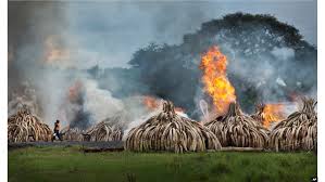 ivory burning site at Nairobi National Parkw