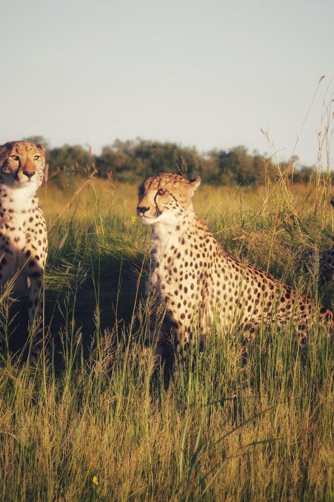 Cheetahs in Field in Wild Nature