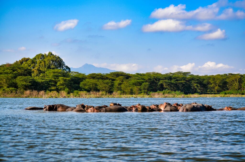 Herd of Hippopotamus submerged on a Lake