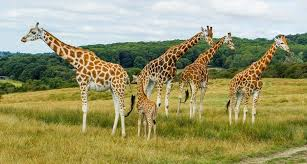 Image showing 5 Rothschild's Giraffes