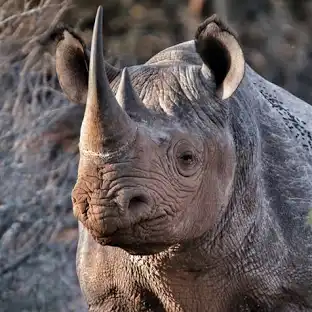 1. Black Rhinoceros (Diceros bicornis)