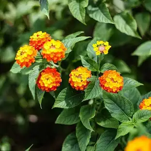 Lantana camara