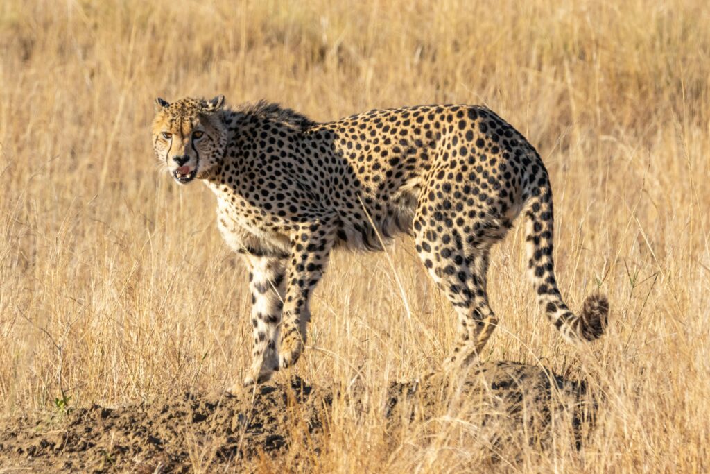 A cheetah prowling through the sunlit savanna, showcasing its grace and speed in the wild.