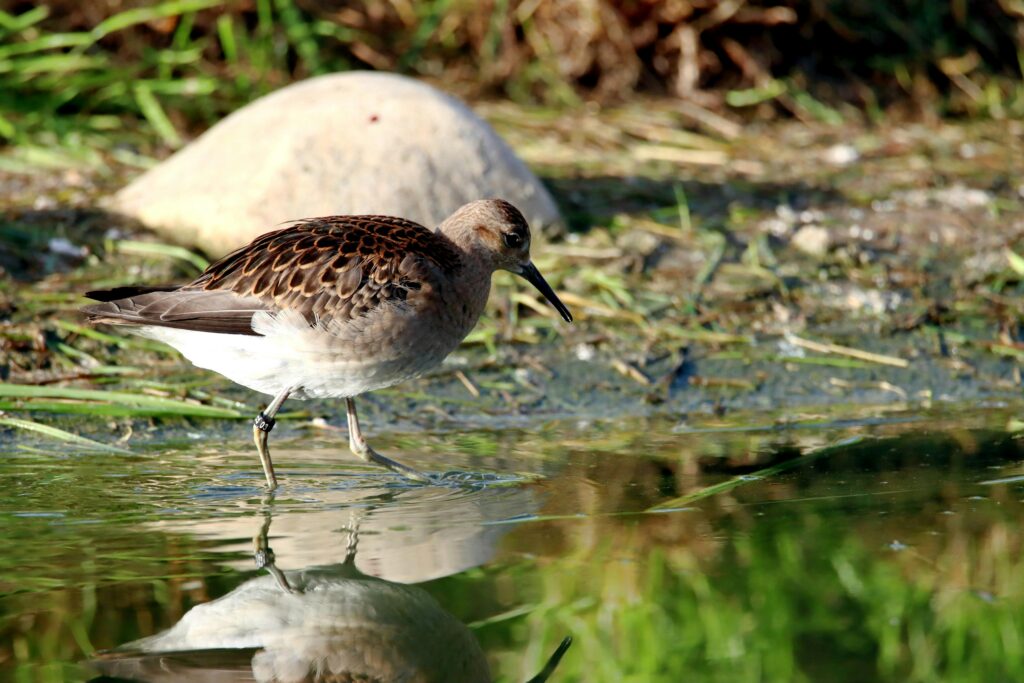 Close-up of a Ruff shorebird walking in wetlands with reflection in water.