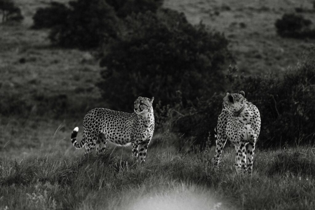 Black and white of spotted wild leopards gracefully walking on grassy terrain in savanna in summer day in nature outside