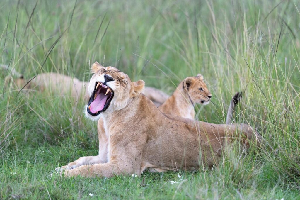 A lioness yawning in Kenya's grasslands, with cubs nearby, showcasing wildlife in natural habitat.