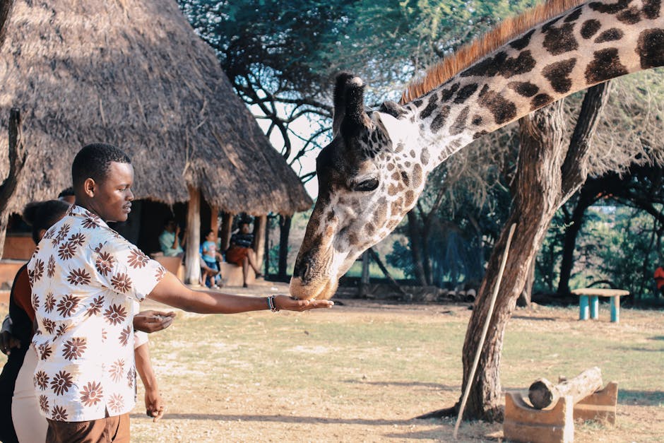 An adult man feeds a giraffe at an outdoor wildlife park in Africa, capturing a close interaction with nature.