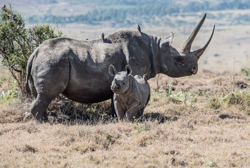rhino, black rhino, rhino mum, rhino baby, lewa conservancy, africa, kenya, rare, endangered