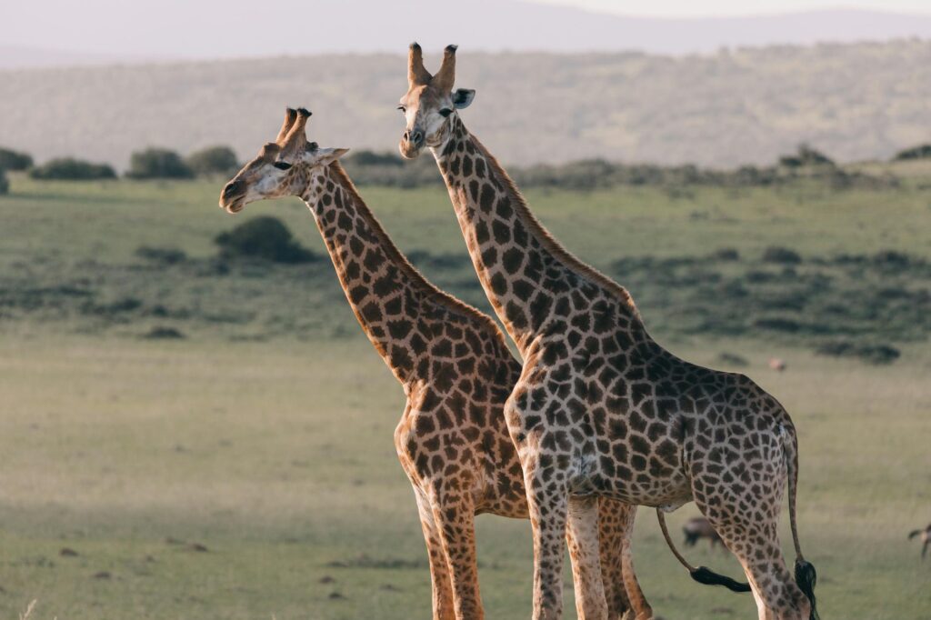 Two giraffes standing gracefully in the African savannah during the day.