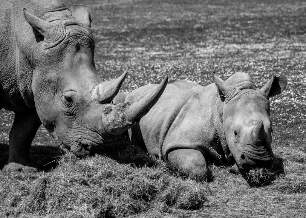 Black and white photo of rhinos eating hay outdoors, showcasing wildlife in detail.