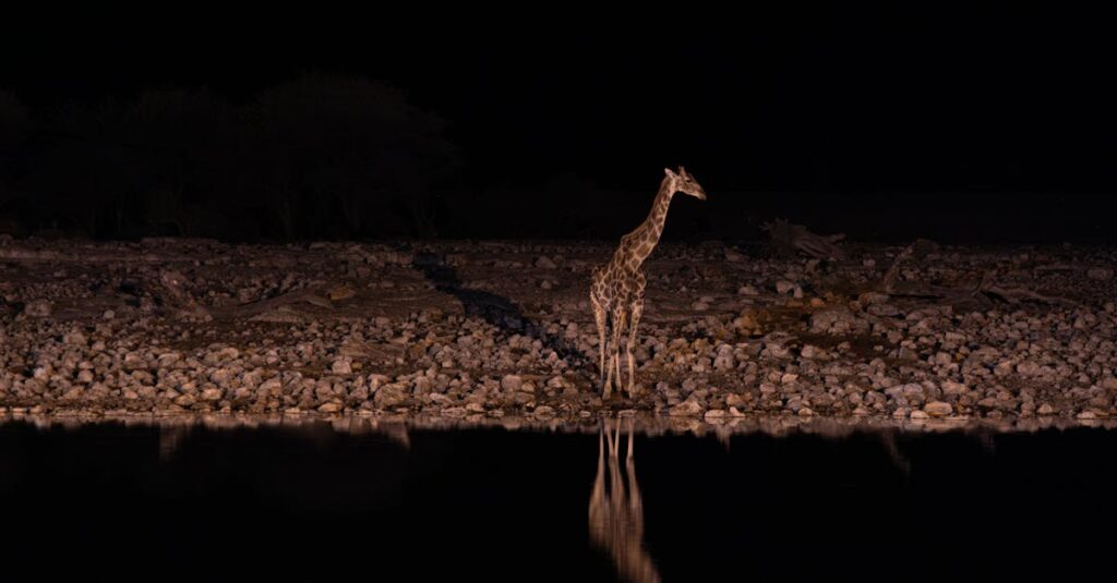 Giraffe stands by water reflecting in the night safari scene, surrounded by rocks.
