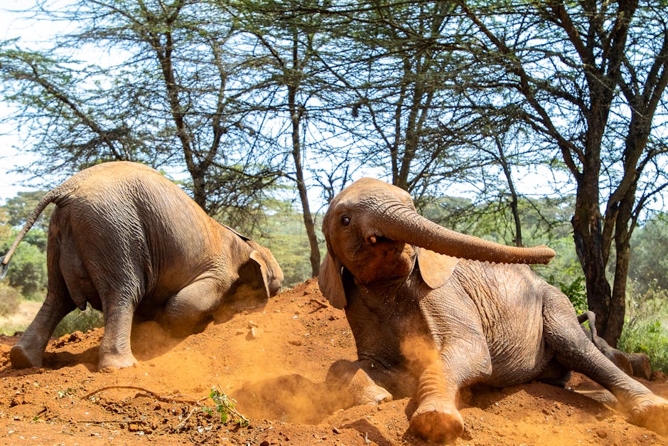 Adorable baby elephants playing in the dirt at Nairobi Safari Park, Kenya.