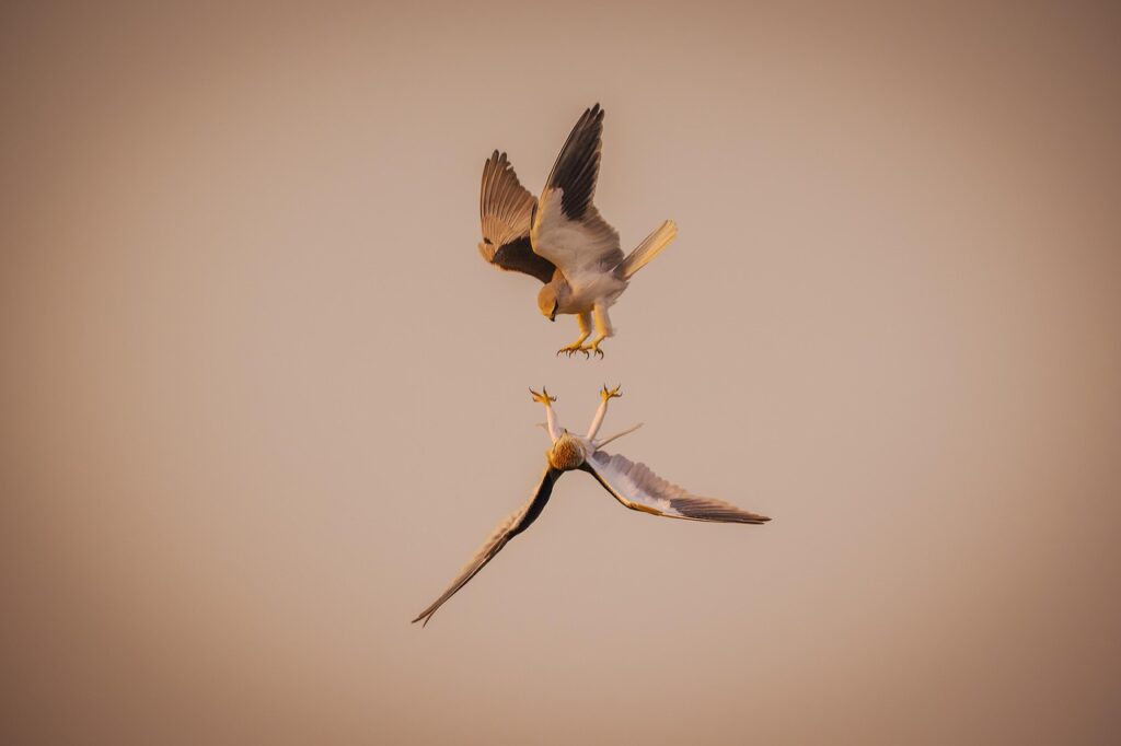 bird, animal, feathers, beak, wildlife, sky, species, birdwatching, wild, flying, wings, nature