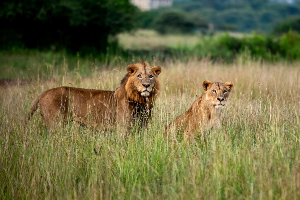 Majestic lions in lush grasslands of Nairobi National Park, Kenya.