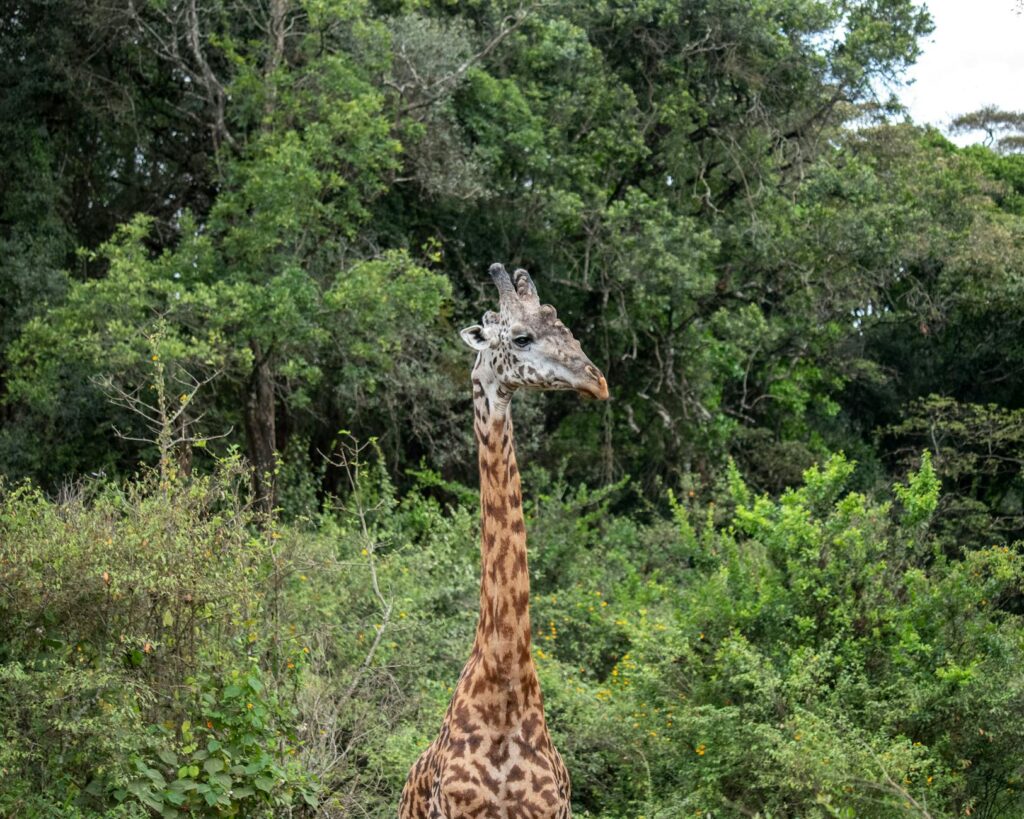 A lone giraffe among lush greenery in Nairobi National Park, Kenya.