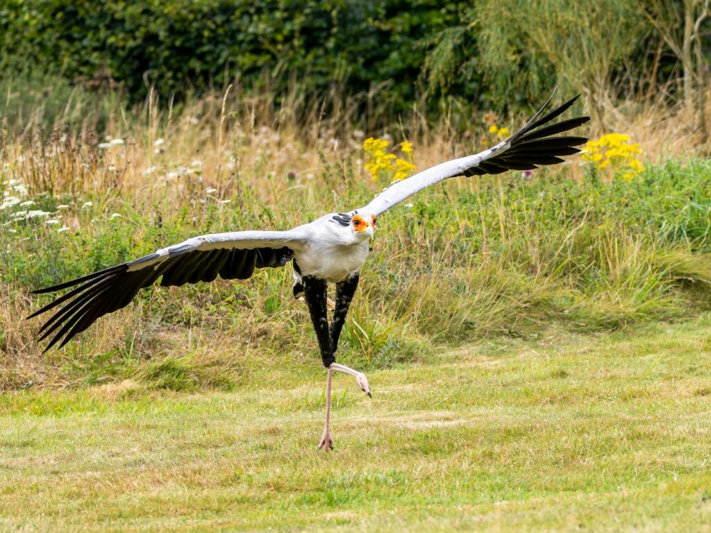 A majestic secretary bird extending its wings gracefully in a natural grassland setting.
