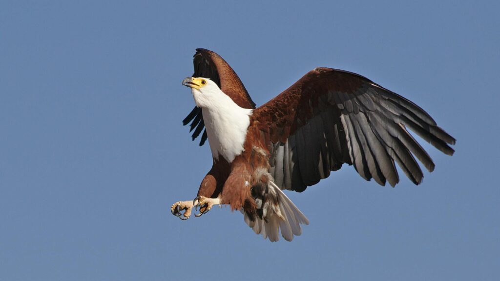 African Fish Eagle soaring in the sky, showcasing its powerful wings and sharp beak.