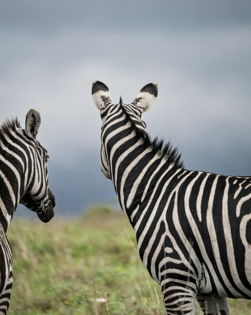 Two zebras facing away on a grassy plain in Nairobi National Park under cloudy skies.