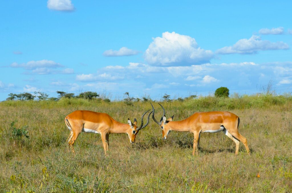 Two impalas grazing in Nairobi National Park, Kenya, under a vibrant blue sky.